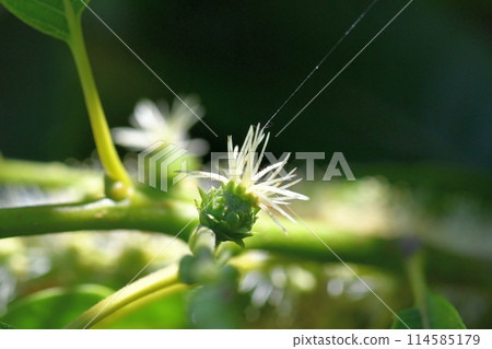 female chestnut flower 114585179
