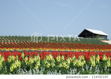 上富良野町菅野農場的花園 114585197