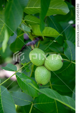 Green walnuts growing on a tree branch.. Green walnuts growing on a tree branch.. 114585340