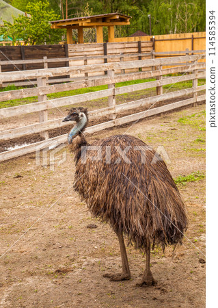 Australian ostrich emu walk in the paddock. Emu is second largest living bird on the planet. . Australian ostrich emu walk in the paddock. Emu is second largest living bird on the planet. . 114585394