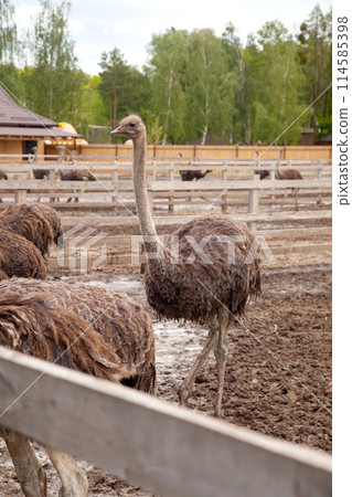 African ostrich walk in the paddock. Common Ostrich is the largest living bird on the planet.. African ostrich walk in the paddock. Common Ostrich is the largest living bird on the planet.. 114585398