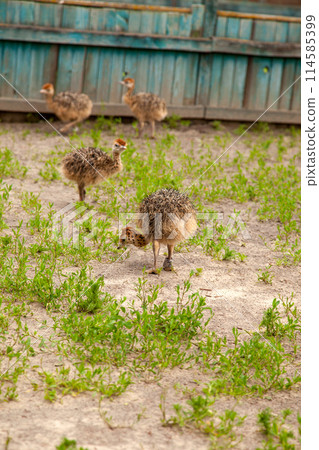 Small african ostriches walk in the paddock. Common Ostrich is the largest living bird on the planet.. 114585399