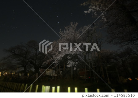 Yamataka Jindai cherry blossoms in full bloom under a starry sky 114585510