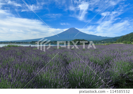 Lavender blooming Kawaguchiko Oishi Park and Mt. Fuji in summer Fujikawaguchiko Town, Yamanashi Prefecture 114585532