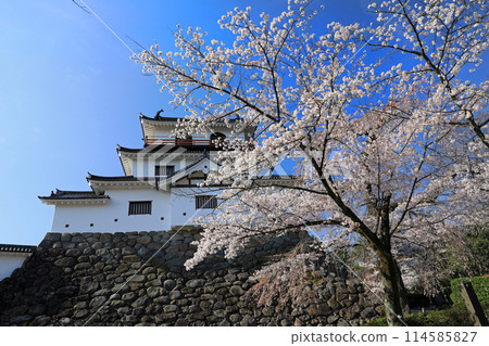 Cherry blossoms at Shiroishi Castle ruins 114585827