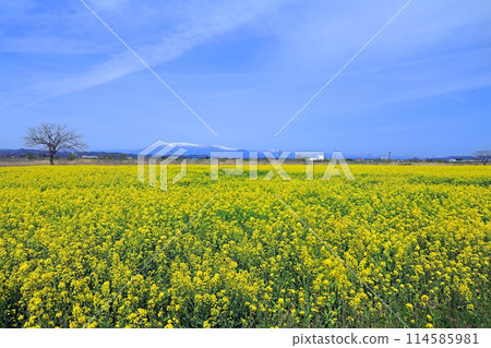 Spring rapeseed flower festival in full bloom on the Abukuma River bank in Kakuda City, Miyagi Prefecture Spring rapeseed flower festival in full bloom on the Abukuma River bank in Kakuda City, Miyagi Prefecture 114585981