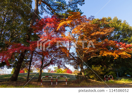 東京多摩地區的秋天:多摩湖(村山水庫)和狹山公園的紅葉 東京多摩地區的秋天:多摩湖(村山水庫)和狹山公園的紅葉 114586052