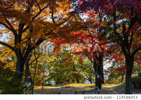 東京多摩地區的秋天:多摩湖(村山水庫)和狹山公園的紅葉 東京多摩地區的秋天:多摩湖(村山水庫)和狹山公園的紅葉 114586053