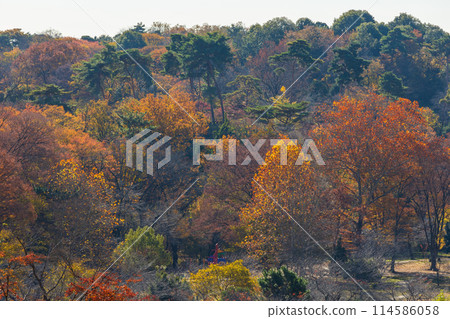 Autumn in the Tama area of Tokyo: Autumn foliage at Lake Tama (Murayama Reservoir) and Sayama Park Autumn in the Tama area of Tokyo: Autumn foliage at Lake Tama (Murayama Reservoir) and Sayama Park 114586058