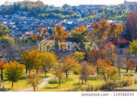 Autumn in the Tama area of Tokyo: Autumn foliage at Lake Tama (Murayama Reservoir) and Sayama Park Autumn in the Tama area of Tokyo: Autumn foliage at Lake Tama (Murayama Reservoir) and Sayama Park 114586059