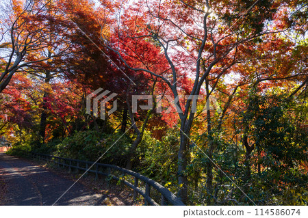 Autumn in the Tama area of Tokyo: Autumn foliage at Lake Tama (Murayama Reservoir) and Sayama Park Autumn in the Tama area of Tokyo: Autumn foliage at Lake Tama (Murayama Reservoir) and Sayama Park 114586074
