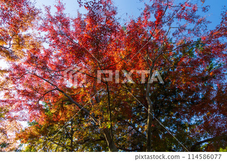 東京多摩地區的秋天:多摩湖(村山水庫)和狹山公園的紅葉 東京多摩地區的秋天:多摩湖(村山水庫)和狹山公園的紅葉 114586077