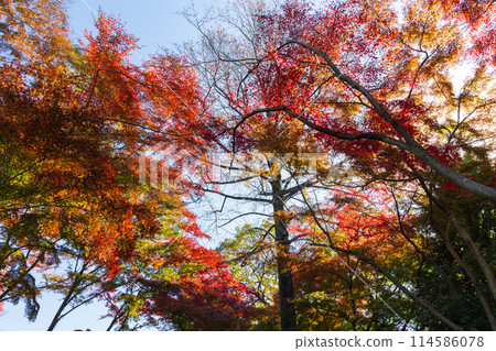 東京多摩地區的秋天：多摩湖（村山水庫）和狹山公園的紅葉 114586078