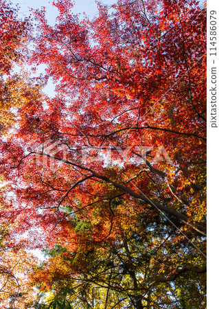 東京多摩地區的秋天:多摩湖(村山水庫)和狹山公園的紅葉 東京多摩地區的秋天:多摩湖(村山水庫)和狹山公園的紅葉 114586079