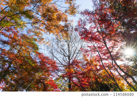 東京多摩地區的秋天：多摩湖（村山水庫）和狹山公園的紅葉 114586080