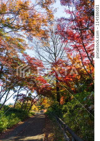東京多摩地區的秋天:多摩湖(村山水庫)和狹山公園的紅葉 東京多摩地區的秋天:多摩湖(村山水庫)和狹山公園的紅葉 114586081