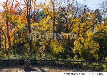 東京多摩地區的秋天:多摩湖(村山水庫)和狹山公園的紅葉 東京多摩地區的秋天:多摩湖(村山水庫)和狹山公園的紅葉 114586086