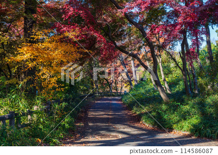 東京多摩地區的秋天：多摩湖（村山水庫）和狹山公園的紅葉 114586087