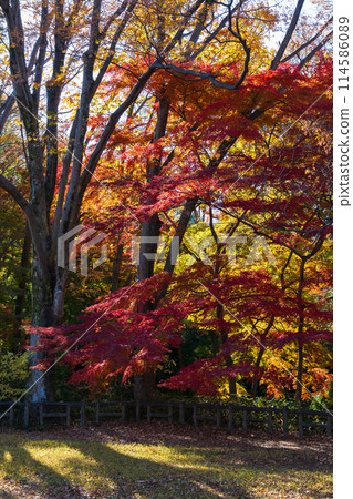 東京多摩地區的秋天:多摩湖(村山水庫)和狹山公園的紅葉 東京多摩地區的秋天:多摩湖(村山水庫)和狹山公園的紅葉 114586089