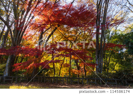 Autumn in the Tama area of Tokyo: Autumn foliage at Lake Tama (Murayama Reservoir) and Sayama Park Autumn in the Tama area of Tokyo: Autumn foliage at Lake Tama (Murayama Reservoir) and Sayama Park 114586174