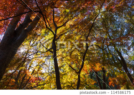 東京多摩地區的秋天:多摩湖(村山水庫)和狹山公園的紅葉 東京多摩地區的秋天:多摩湖(村山水庫)和狹山公園的紅葉 114586175
