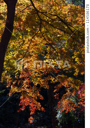 Autumn in the Tama area of Tokyo: Autumn foliage at Lake Tama (Murayama Reservoir) and Sayama Park Autumn in the Tama area of Tokyo: Autumn foliage at Lake Tama (Murayama Reservoir) and Sayama Park 114586178