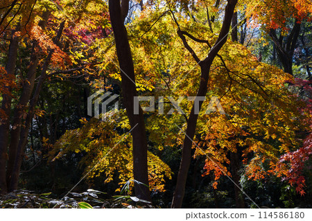 Autumn in the Tama area of Tokyo: Autumn foliage at Lake Tama (Murayama Reservoir) and Sayama Park Autumn in the Tama area of Tokyo: Autumn foliage at Lake Tama (Murayama Reservoir) and Sayama Park 114586180