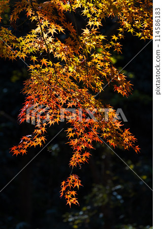 Autumn in the Tama area of Tokyo: Autumn foliage at Lake Tama (Murayama Reservoir) and Sayama Park Autumn in the Tama area of Tokyo: Autumn foliage at Lake Tama (Murayama Reservoir) and Sayama Park 114586183