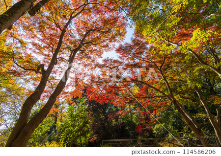 Autumn in the Tama area of Tokyo: Autumn foliage at Lake Tama (Murayama Reservoir) and Sayama Park Autumn in the Tama area of Tokyo: Autumn foliage at Lake Tama (Murayama Reservoir) and Sayama Park 114586206