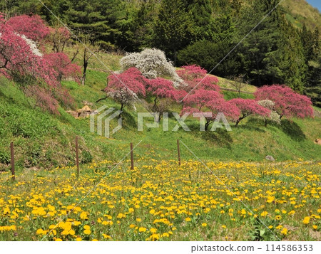 一里花桃之裡的多彩風景 一里花桃之裡的多彩風景 114586353