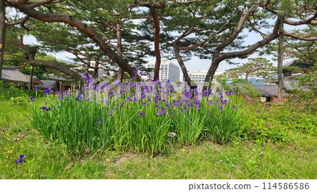 spring iris spring iris 114586586