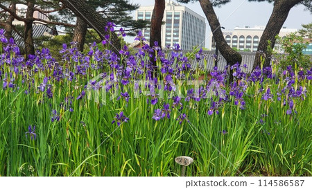 spring iris 114586587