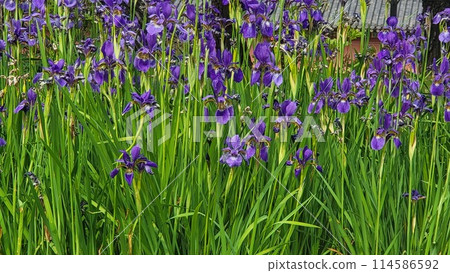 spring iris 114586592