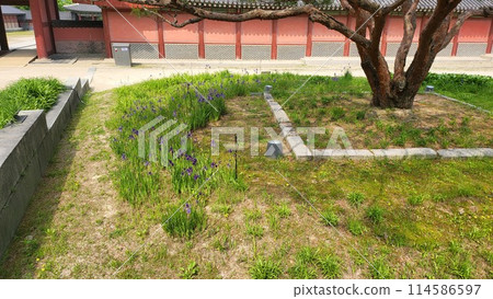 spring iris spring iris 114586597