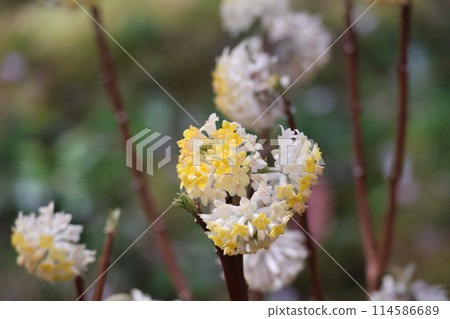 A close-up shot of a flowering branch of Mitsumata A close-up shot of a flowering branch of Mitsumata 114586689