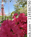 Azalea and Tokyo Tower 114586790