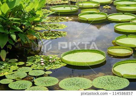 Prickly water lily leaves floating in the pond 114586857