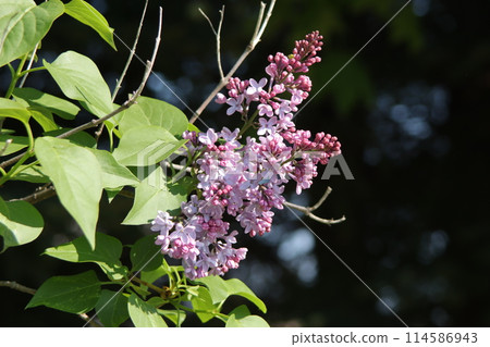 Lilac Lilac 114586943