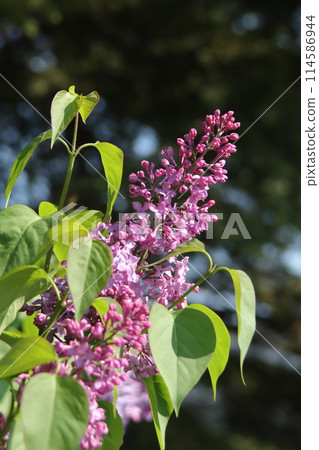 Lilac flowers Lilac flowers 114586944