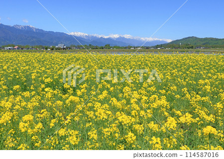 Spring in Azumino: Rape blossoms and the Northern Alps 114587016