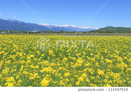 安曇野的春天:油菜花與北阿爾卑斯 安曇野的春天:油菜花與北阿爾卑斯 114587019