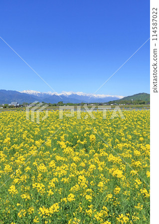 Spring in Azumino: Rape blossoms and the Northern Alps Spring in Azumino: Rape blossoms and the Northern Alps 114587022