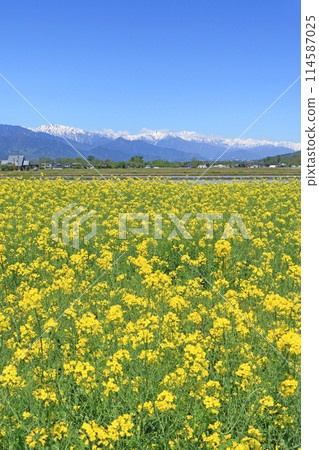 安曇野的春天：油菜花與北阿爾卑斯 114587025
