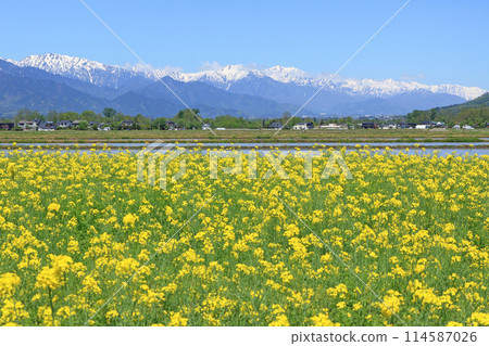 安曇野的春天:油菜花與北阿爾卑斯 安曇野的春天:油菜花與北阿爾卑斯 114587026