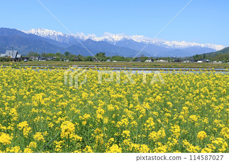 安曇野的春天：油菜花與北阿爾卑斯 114587027