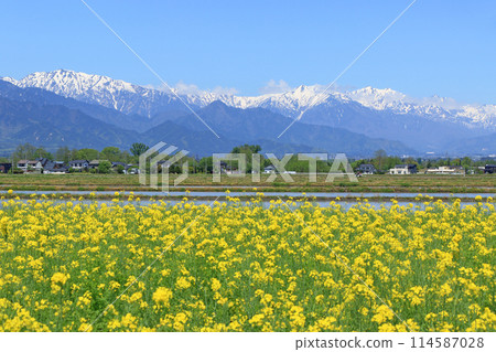安曇野的春天:油菜花與北阿爾卑斯 安曇野的春天:油菜花與北阿爾卑斯 114587028