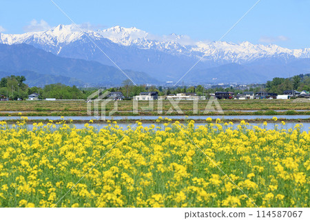 安曇野的春天：油菜花與北阿爾卑斯 114587067