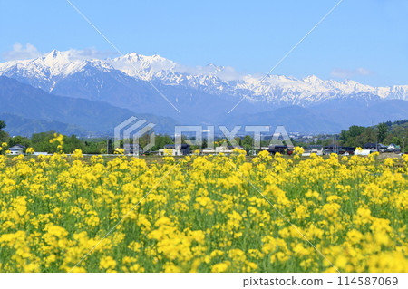 安曇野的春天:油菜花與北阿爾卑斯 安曇野的春天:油菜花與北阿爾卑斯 114587069