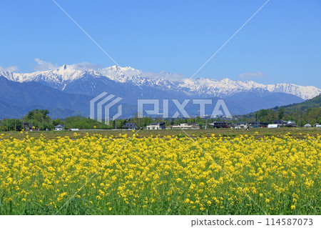 Spring in Azumino: Rape blossoms and the Northern Alps Spring in Azumino: Rape blossoms and the Northern Alps 114587073