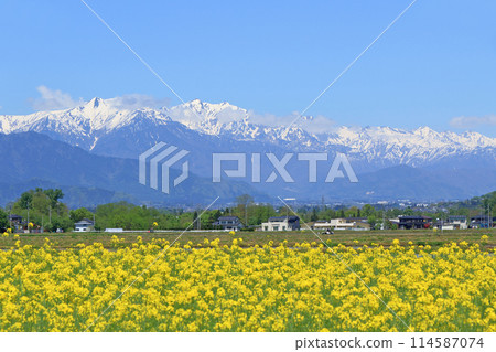 Spring in Azumino: Rape blossoms and the Northern Alps Spring in Azumino: Rape blossoms and the Northern Alps 114587074